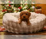 Small Cavapoo (Miniature)
