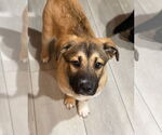 Small #4 Mutt