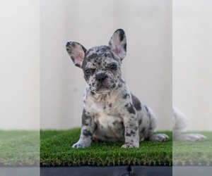 French Bulldog Puppy for Sale in TAMPA, Florida USA