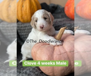 Goldendoodle-Poodle (Standard) Mix Puppy for sale in DRIPPING SPGS, TX, USA