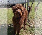 Small #1 Chocolate Labrador retriever Mix
