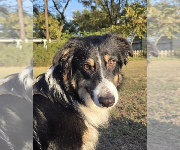 Medium Photo #12 Miniature Australian Shepherd Puppy For Sale in WILLS POINT, TX, USA