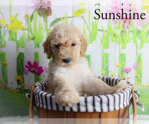 Goldendoodle Puppy for sale in KINSTON, NC, USA