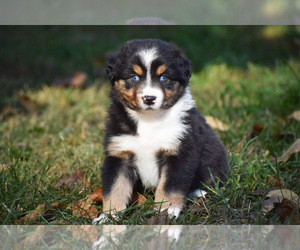 Miniature Australian Shepherd Puppy for sale in EASTON, MO, USA