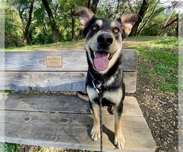 Medium Photo #2 German Shepherd Dog-Unknown Mix Puppy For Sale in Santa Rosa, CA, USA