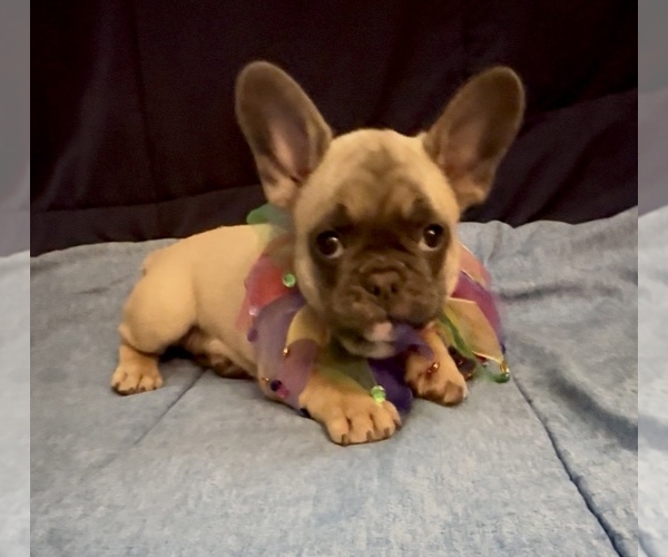Medium Photo #11 French Bulldog Puppy For Sale in ORANGE, TX, USA