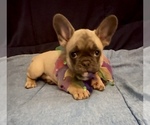 Small #10 French Bulldog