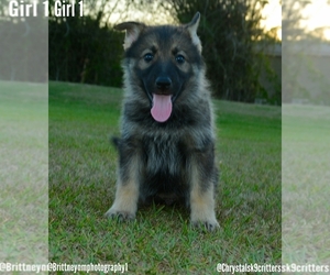 German Shepherd Dog-Siberian Husky Mix Puppy for sale in MULBERRY, FL, USA