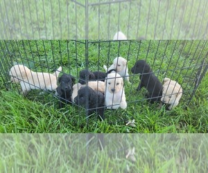 Goldendoodle Puppy for Sale in LEON, Kansas USA