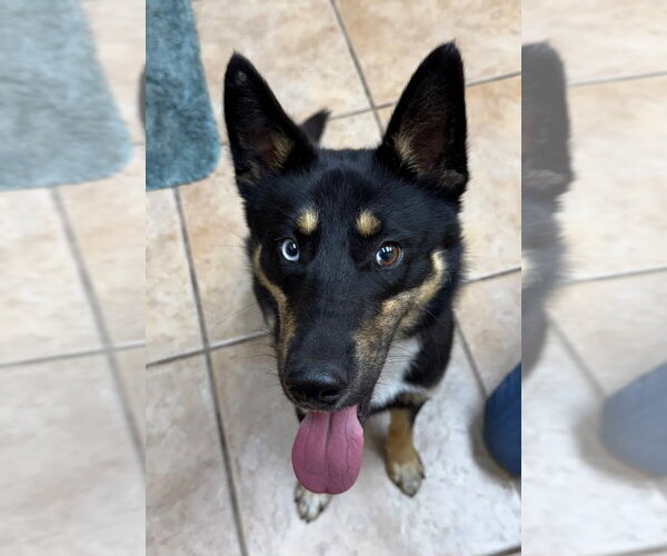 Medium Photo #2 Gerberian Shepsky Puppy For Sale in Claremore, OK, USA