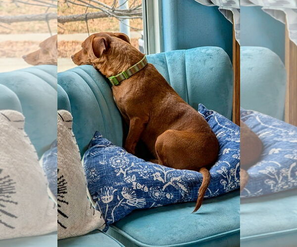 Medium Photo #4 Dachshund-Unknown Mix Puppy For Sale in Omaha, NE, USA