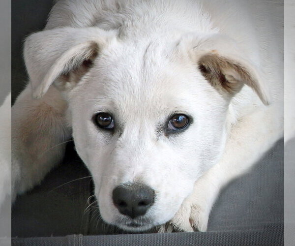 Medium Photo #1 Mutt Puppy For Sale in Hoffman Estates, IL, USA