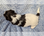 Small #9 Havanese