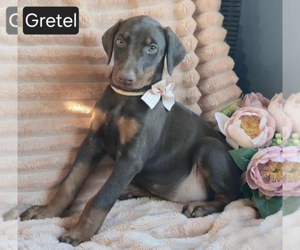 Medium Photo #3 Doberman Pinscher Puppy For Sale in POMEROY, OH, USA