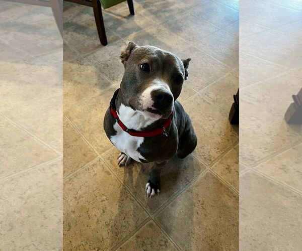 Medium Photo #30 Mutt Puppy For Sale in Mount Laurel, NJ, USA