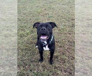 Boxer-Unknown Mix Dogs for adoption in Forestville, MD, USA