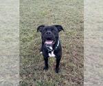 *MONTANA - Male Boxer-Unknown Mix Dog for Adoption - Small photo