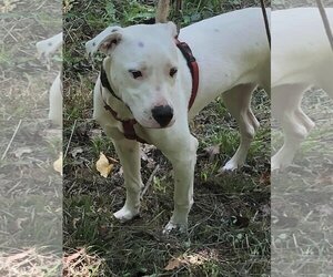 American Pit Bull Terrier-Unknown Mix Dogs for adoption in Hinton, WV, USA