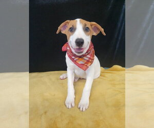 Borador Dogs for adoption in Mt. Laurel, NJ, USA