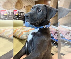 Labrador Retriever-Unknown Mix Dogs for adoption in Houston, TX, USA