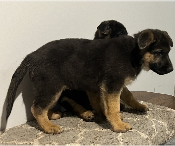 Medium Photo #12 German Shepherd Dog Puppy For Sale in MAYSVILLE, MO, USA