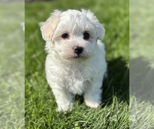 Medium Photo #1 Morkie Puppy For Sale in ROCK STREAM, NY, USA