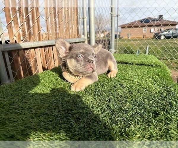 Medium Photo #23 French Bulldog Puppy For Sale in ATHERTON, CA, USA