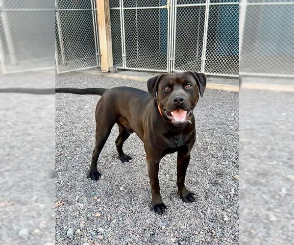 Medium Photo #2 American Pit Bull Terrier-Labrador Retriever Mix Puppy For Sale in Webster, WI, USA