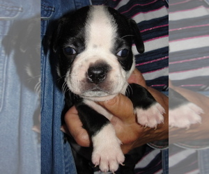 Boston Terrier Puppy for sale in CRKD RVR RNCH, OR, USA