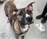 Small Akita Mix