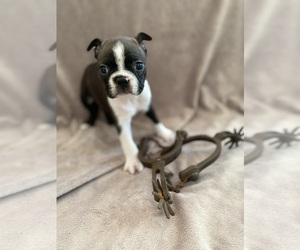 Boston Terrier Puppy for sale in LOOMIS, CA, USA