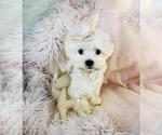 Image preview for Ad Listing. Nickname: Maltese Puppies