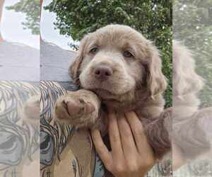 Labrador Retriever Puppy for sale in ROYAL CITY, WA, USA
