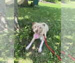 Small #2 Mutt