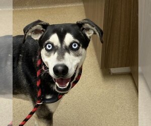Huskies -Unknown Mix Dogs for adoption in Rockaway, NJ, USA