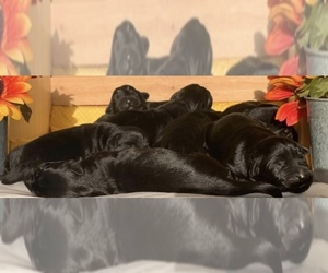 Schnauzer (Giant) Puppy for sale in EDWARDS CROSSROADS, NC, USA