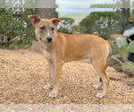Small #15 Mutt