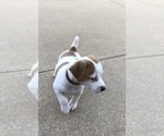 Small Photo #10 Jack Russell Terrier Puppy For Sale in APPLE CREEK, OH, USA