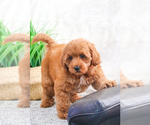 Small Photo #3 Goldendoodle Puppy For Sale in SYRACUSE, IN, USA