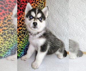 Siberian Husky Puppy for sale in MOUNT AYR, IA, USA