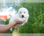 Small Photo #10 Maremma Sheepdog Puppy For Sale in CONWAY, MO, USA