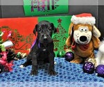 Small Photo #5 Great Dane Puppy For Sale in BANGOR, WI, USA