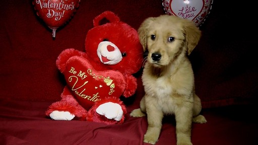 Medium Photo #1 Golden Retriever Puppy For Sale in AVA, MO, USA