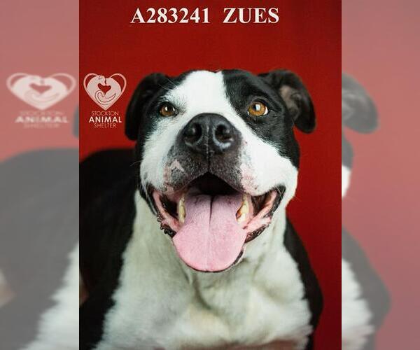 Medium Photo #1 Mutt Puppy For Sale in Stockton, CA, USA