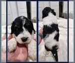 Small Photo #3 Springerdoodle Puppy For Sale in FORT SCOTT, KS, USA