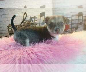 Chihuahua Puppy for sale in CARTHAGE, TX, USA