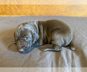 German Shorthaired Pointer Puppy for sale in WOODLAND PARK, CO, USA