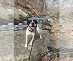 Small #8 Lab-Pointer