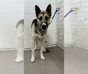 German Shepherd Dog Dogs for adoption in San Bernardino, CA, USA