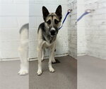 Small German Shepherd Dog